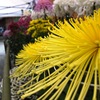 菊展覧会