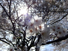 木漏れ日