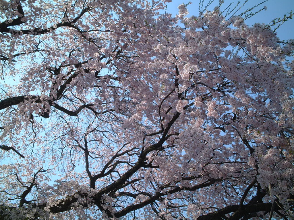 鳥取県倉吉市の桜