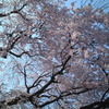 鳥取県倉吉市の桜