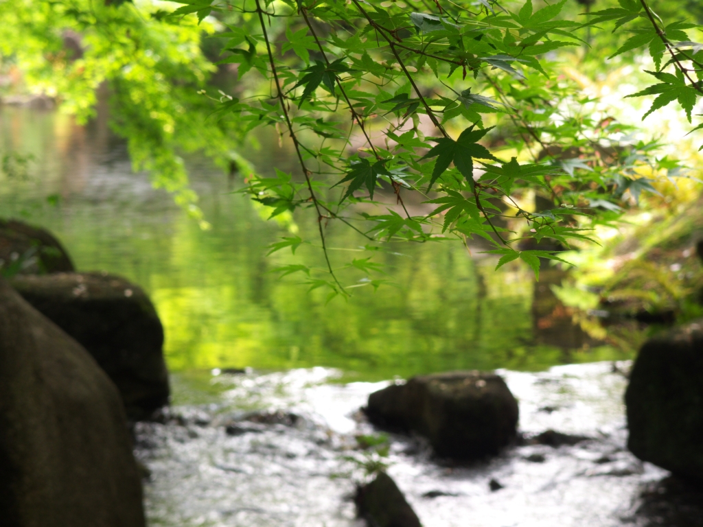 愛知　徳川園の緑