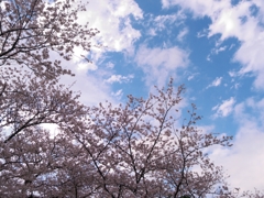 浜松の桜