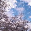 浜松の桜