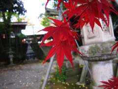 紅葉