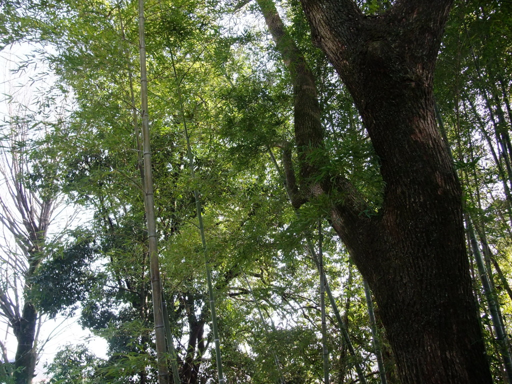 木々