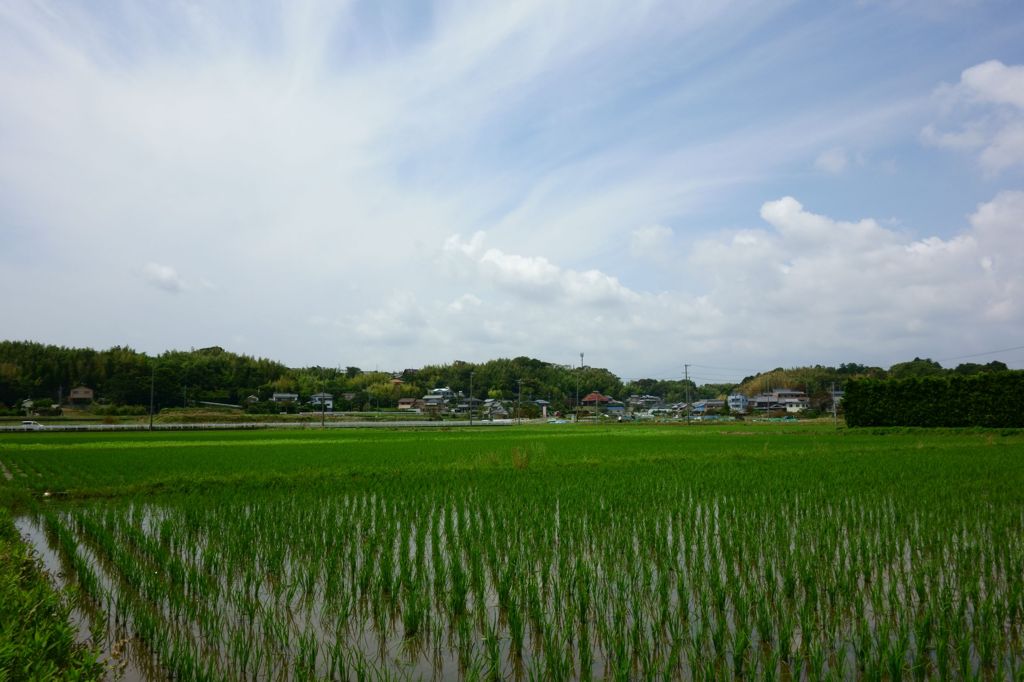 初夏