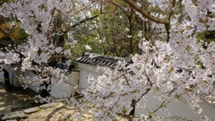 2015 岡崎城の桜