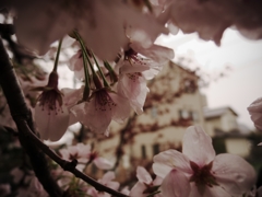 雨の桜