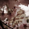 雨の桜