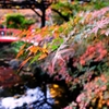 油山寺 水場の紅葉（2014/11/29）