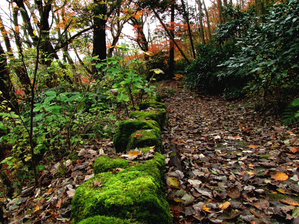 強羅 苔の道