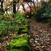 強羅 苔の道