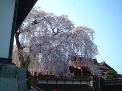 鳥取県倉吉のしだれ桜