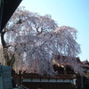 鳥取県倉吉のしだれ桜