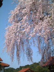 鳥取県倉吉市の桜