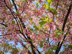 今年最初の桜⑤