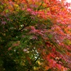 新紅葉