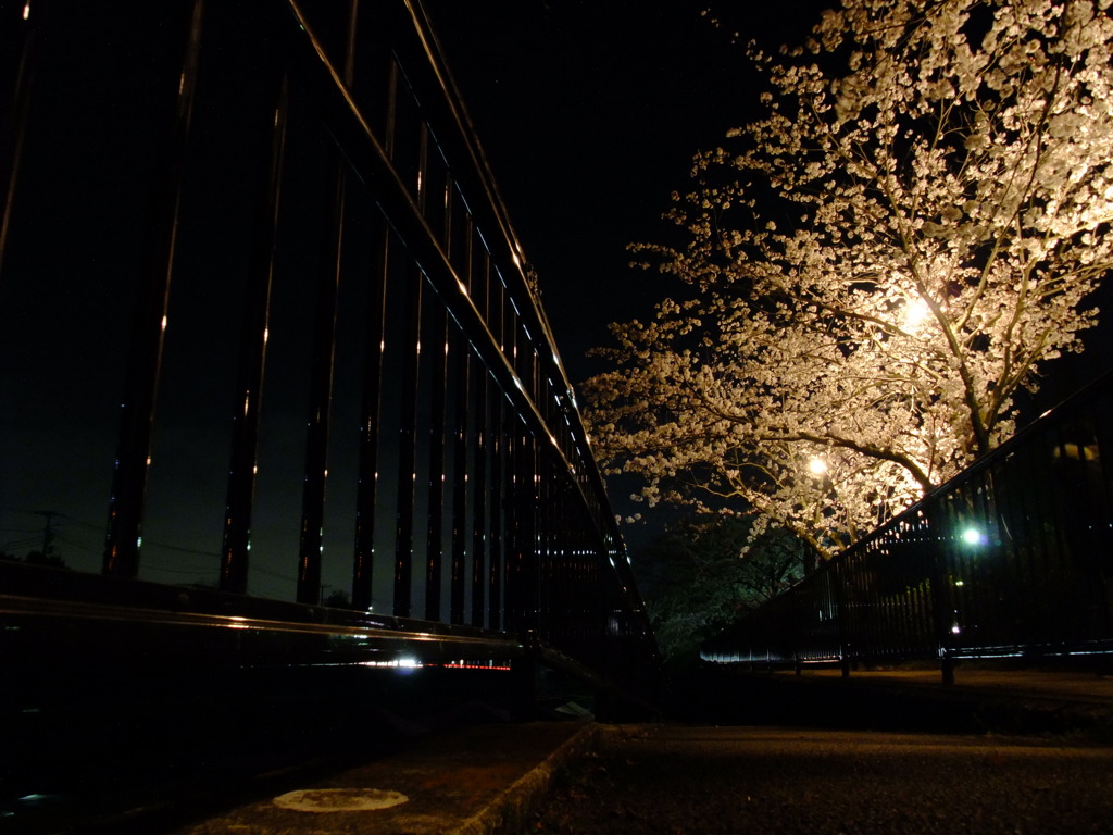 夜桜の道