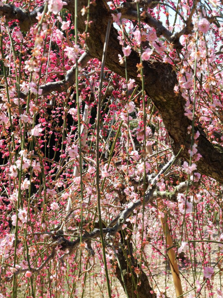大草山昇竜しだれ梅園にて
