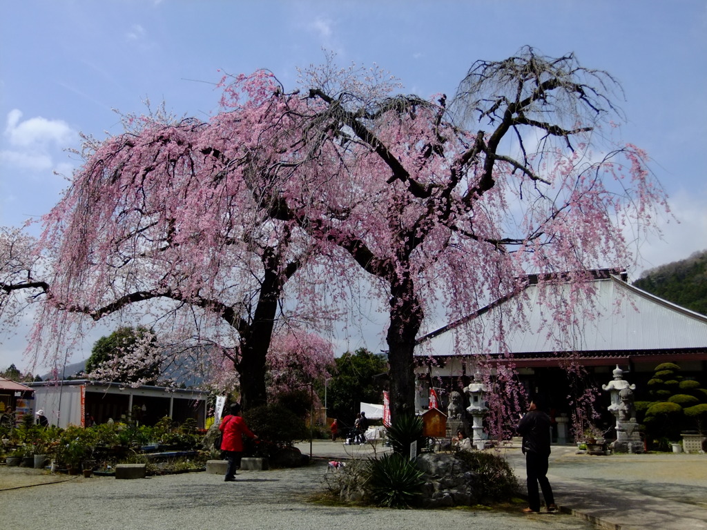神奈川県秦野市のしだれ桜