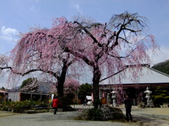 神奈川県秦野市のしだれ桜