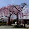 神奈川県秦野市のしだれ桜