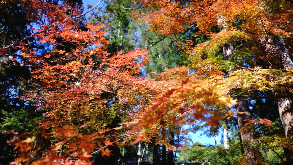 油山寺の紅葉（2014.12.06） 3