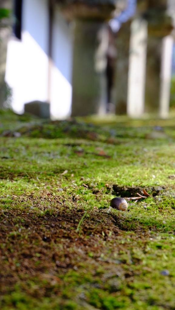 苔と秋