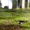 苔と秋