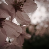 雨の桜 2