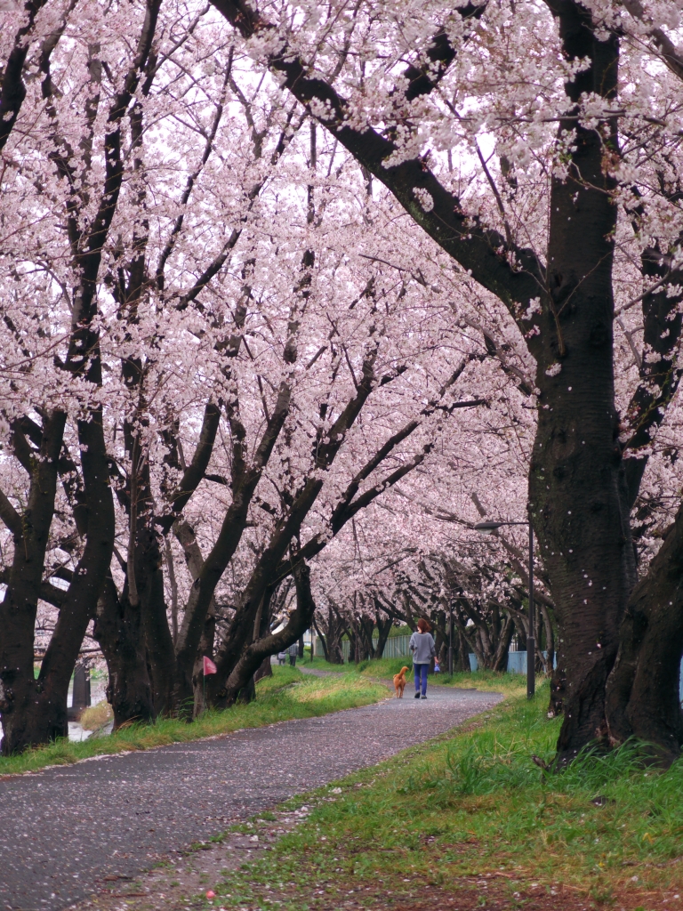 桜の小径