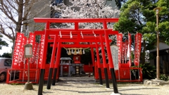 2015 菅生神社 稲荷社の桜