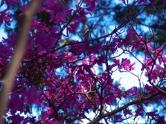 陽の当たる花