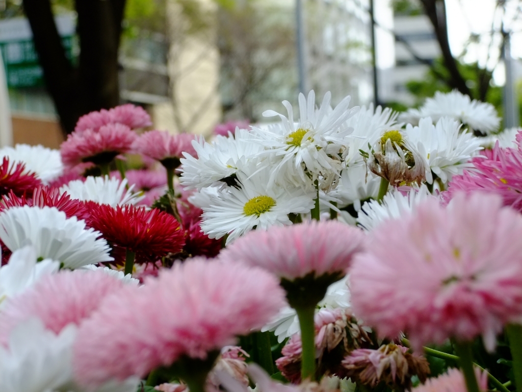 都会に咲き誇る花