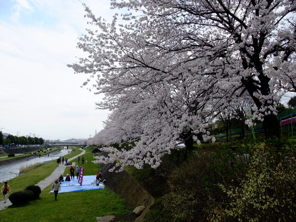 花見日和