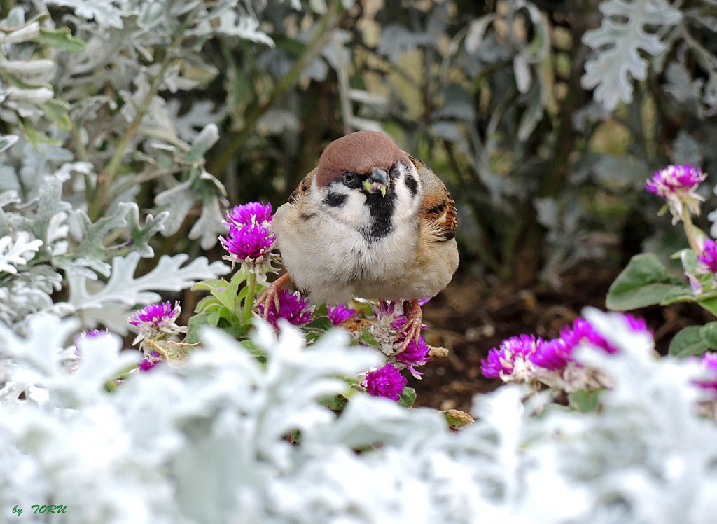 777_花を食べる雀