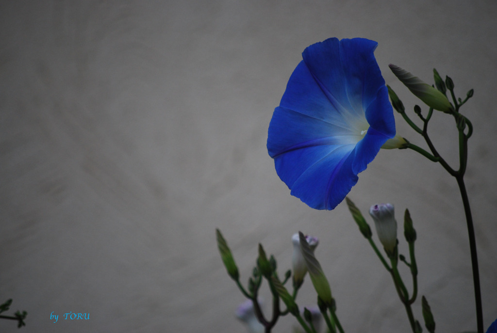 034＿花の寿命