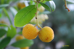 011＿ピッタンコ