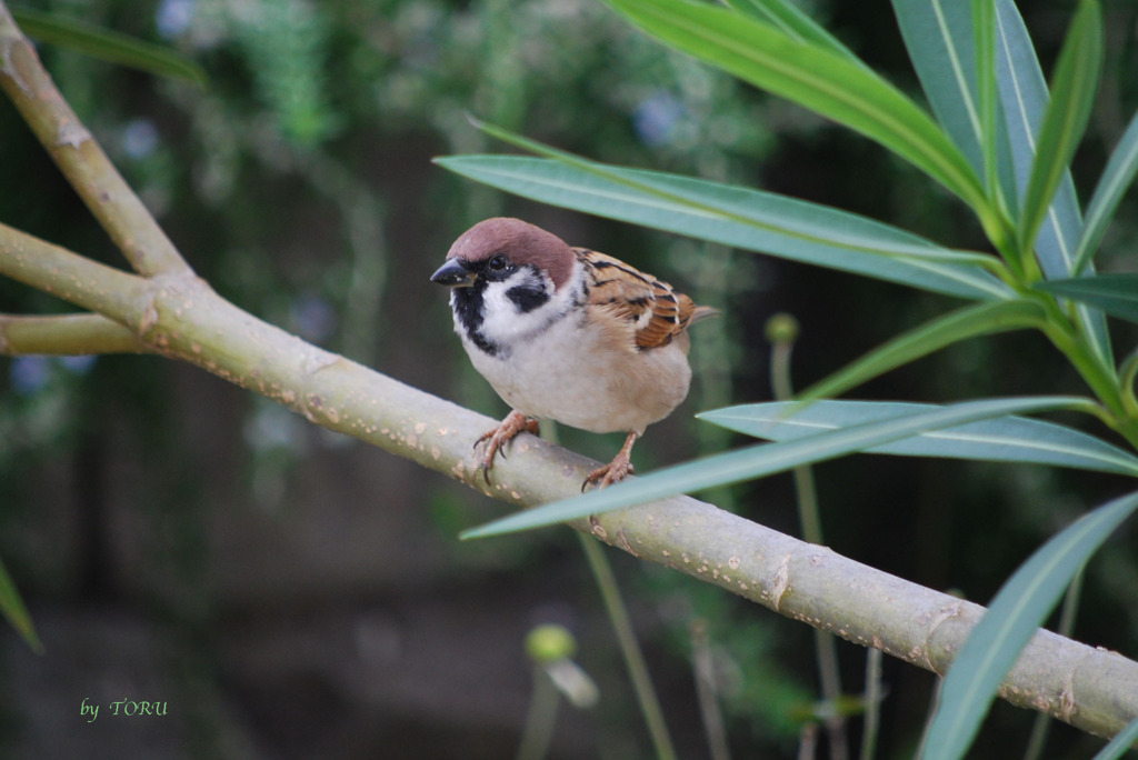 041＿すずめの涙