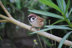 041＿すずめの涙