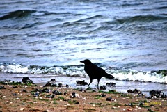 129＿カラスの行水