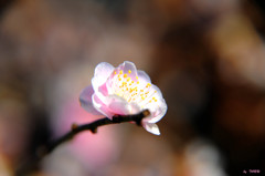 531_SAKURA