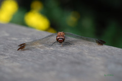 027_見つめ合って