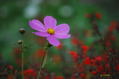 029_自然のいのち