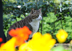 746_江の島の猫