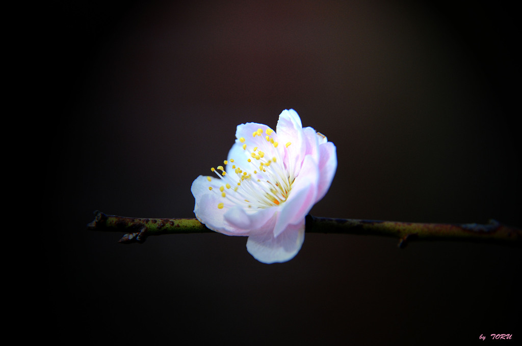 529_桜一つ