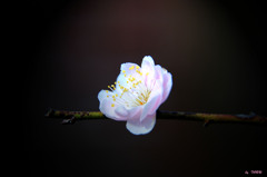 529_桜一つ