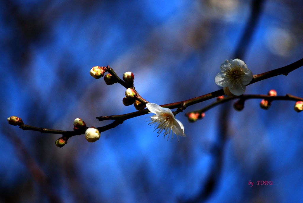 117＿ほんのり咲いて