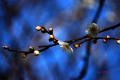 117＿ほんのり咲いて