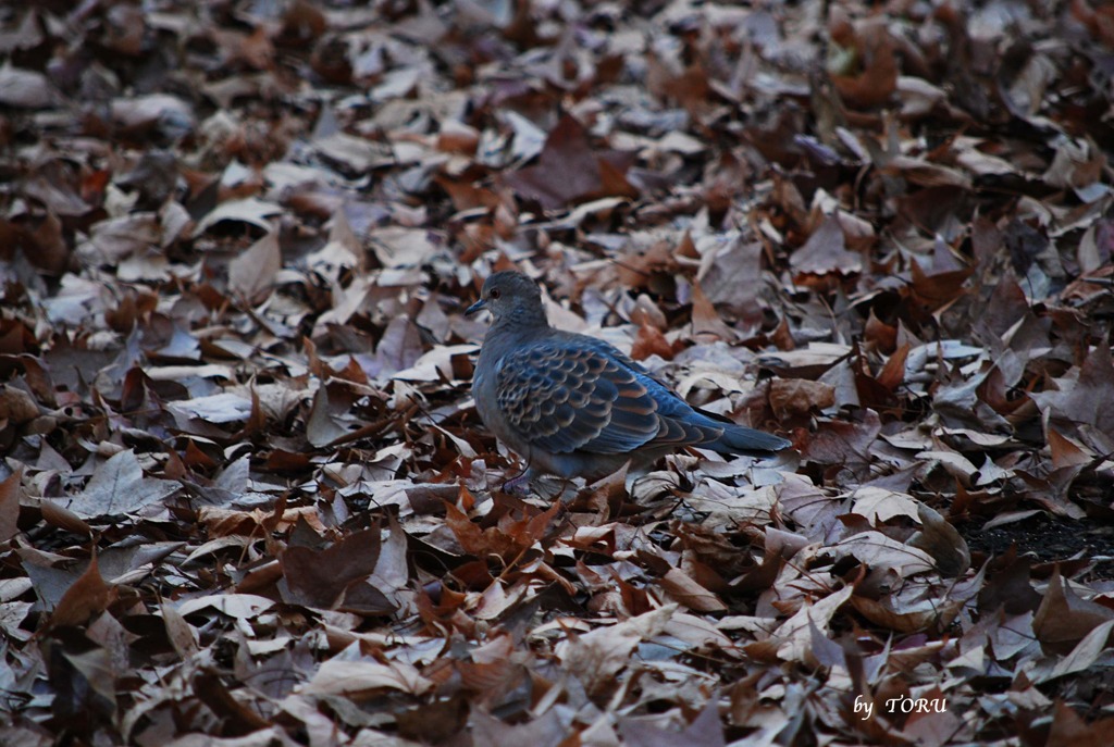 096＿枯葉を歩く